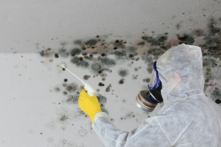 Flood & Mould Fix Specialist